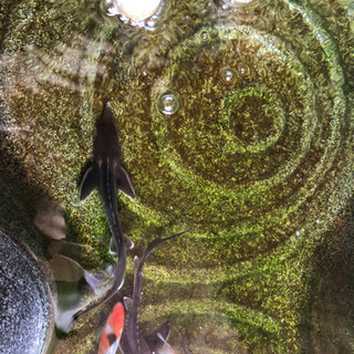 チョウザメ　屋外飼育の画像