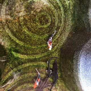 チョウザメ　屋外飼育の画像