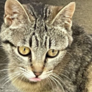 妊娠中の美猫(外猫）