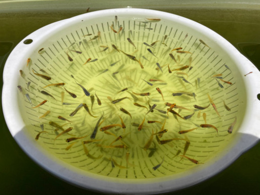 ミックスメダカ35匹（屋外飼育越冬個体）③