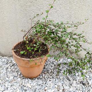 《終了》ワイヤープランツの苗⑤