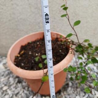 《終了》ワイヤープランツの苗⑥の画像