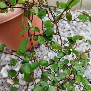 《終了》ワイヤープランツの苗⑥の画像