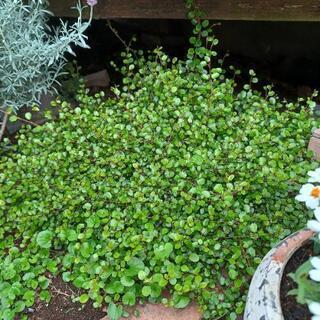 《終了》ワイヤープランツの苗⑥の画像