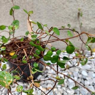 《終了》ワイヤープランツの苗⑦の画像