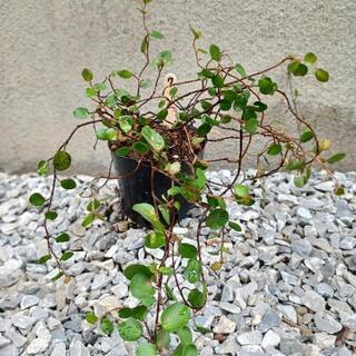 《終了》ワイヤープランツの苗⑦