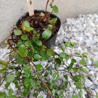 《終了》ワイヤープランツの苗⑧の画像