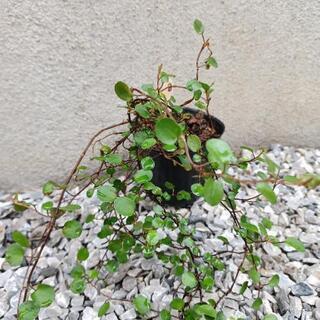 《終了》ワイヤープランツの苗⑧