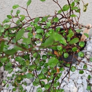 《終了》ワイヤープランツの苗⑨の画像