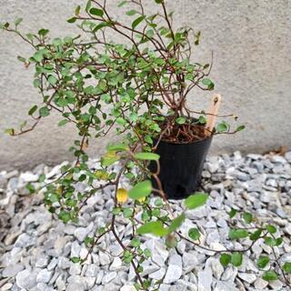 《終了》ワイヤープランツの苗⑨