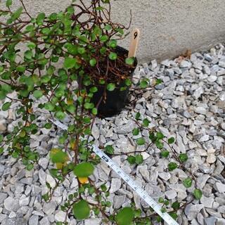 《終了》ワイヤープランツの苗⑨の画像