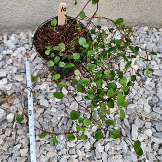 《終了》ワイヤープランツの苗⑩の画像