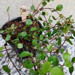 《終了》ワイヤープランツの苗⑩の画像