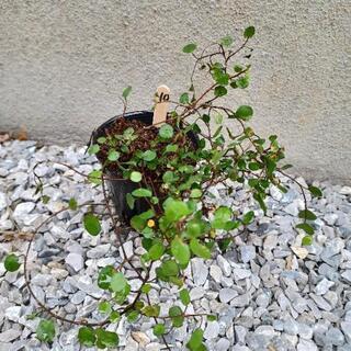 《終了》ワイヤープランツの苗⑩