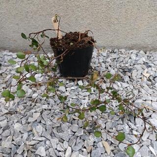 《終了》ワイヤープランツの苗⑪
