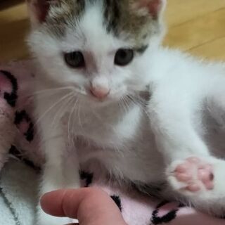 保護猫を迎えよう！生後１ヶ月半♀️