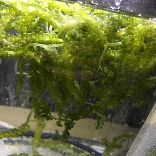 飼育水槽用海ぶどう