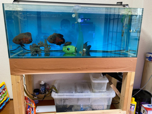 120センチ水槽