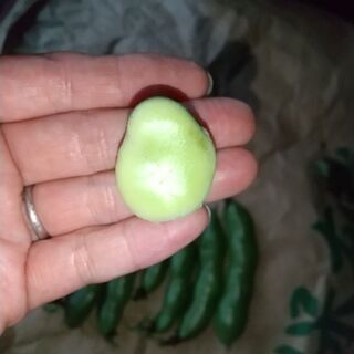 完売しました。次回投稿をお待ち下さい🙇そら豆です。１００ｇ無農薬無化学肥料で育てました。の画像