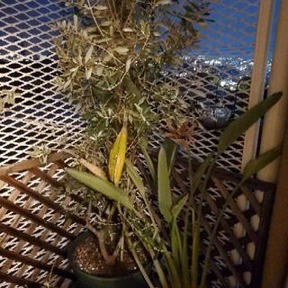 オリーブの木