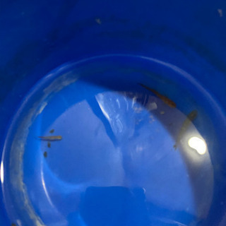 熱帯魚あげます