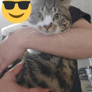 譲渡予定。キジトラオス　約９ヶ月前後