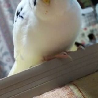 迷子のセキセイインコを探しています。