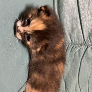 4月23日産まれました。本当に可愛い子猫です。