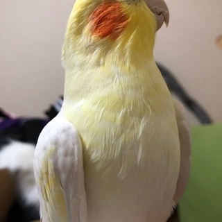【5月13日】オカメインコ(オス/3歳/ルチノー)が逃げてしまいました