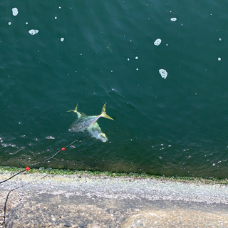 ソルトルアーフィッシングの仲間募集 − 千葉県