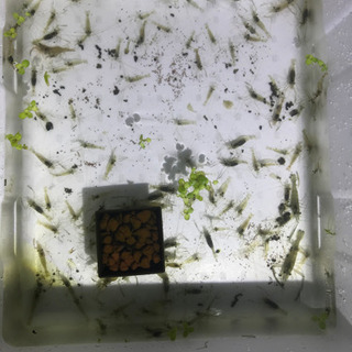 テナガエビ　10匹セット　①