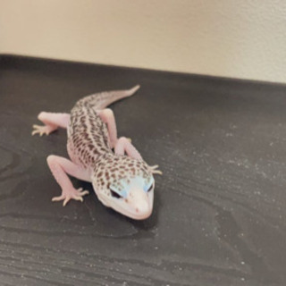 爬虫類好きな人！！