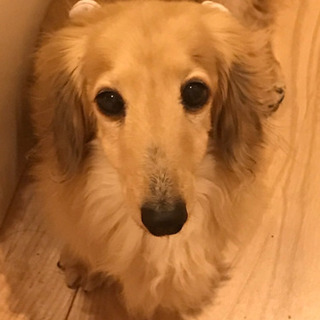 ミニチュアダックス