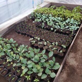 野菜の苗(なんばん パプリカ オクラ ブロッコリー ピーマン 赤...