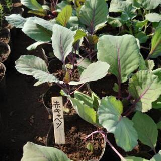 野菜の苗(なんばん パプリカ オクラ ブロッコリー ピーマン 赤キャベツ 等)販売致しますの画像