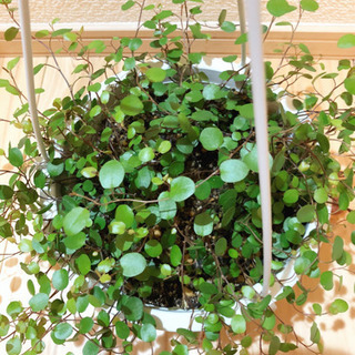 観葉植物　ボリューム満点☆ワイヤープランツ　5号ハンギングプランター付きの画像