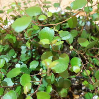 観葉植物　ボリューム満点☆ワイヤープランツ　5号ハンギングプランター付きの画像