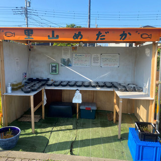 メダカとミジンコの無人販売所　里山めだか　5/14出店