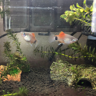 ミッキーマウスプラティ差し上げます