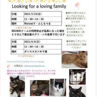 保護猫譲渡会　ボヌール5/23