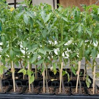 桃太郎とまと定植苗
