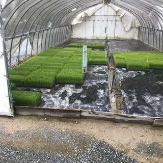 コシヒカリの苗残り50箱の画像