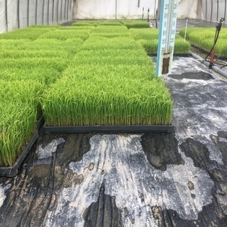 コシヒカリの苗残り50箱