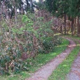 庭の草刈り、田の草刈り、木の伐採などやります。