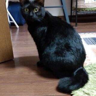 推定1歳位　気が優しく抱っこ好きな黒猫ちゃん【6/13(日曜日)　🌟譲渡会🌟】の画像