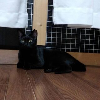 推定1歳位　気が優しく抱っこ好きな黒猫ちゃん【6/13(日曜日)　🌟譲渡会🌟】 - 猫