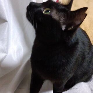 推定1歳位　気が優しく抱っこ好きな黒猫ちゃん【6/13(日曜日)　🌟譲渡会🌟】 - 里親募集