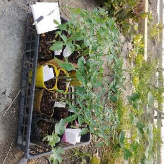 トマトの苗まとめて