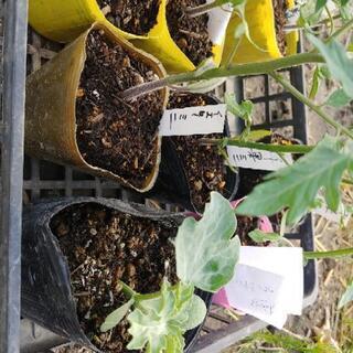 トマトの苗まとめての画像