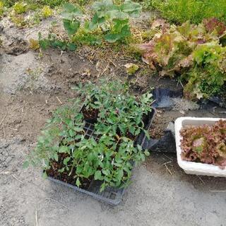 トマトの苗まとめての画像